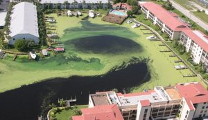 Algae Bloom